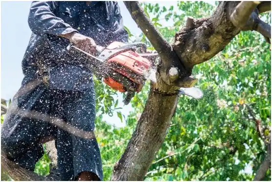 tree services Marshallton